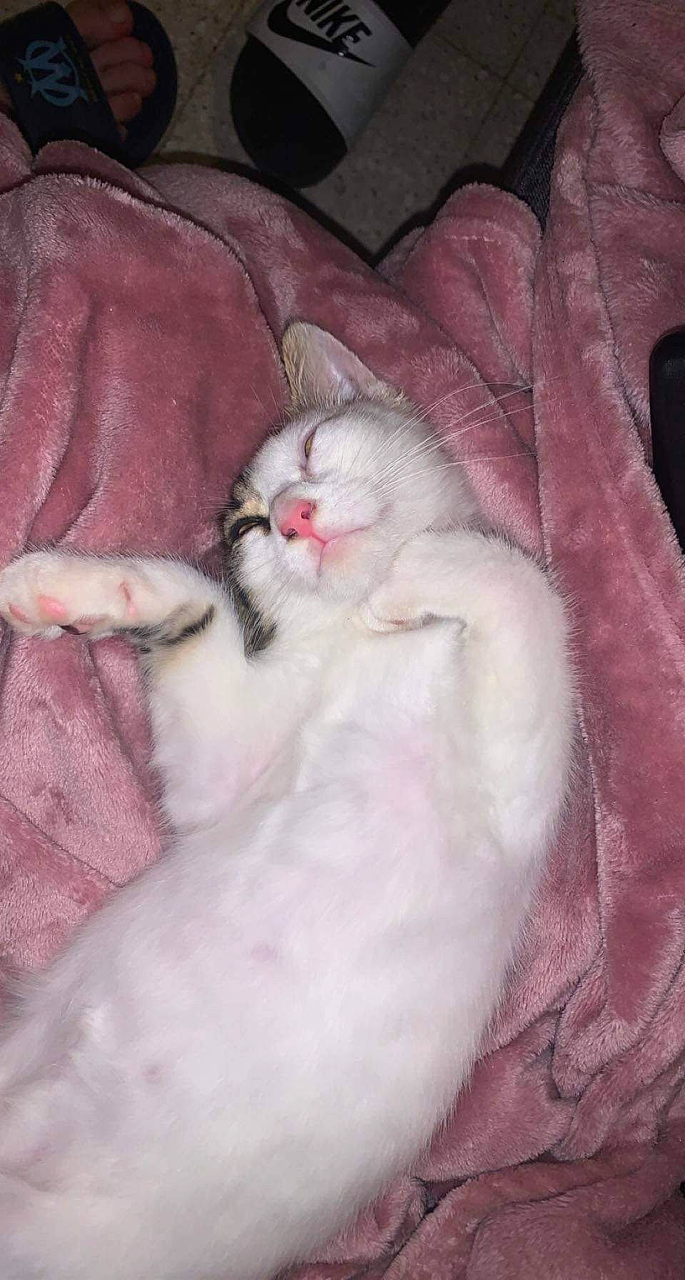 Ruby participe au concours pour gagner de l'argent avec cette photo : blanket, carnivore, cat, claw, comfort, companion_dog, domestic_short_haired_cat, fawn, felidae, flesh, fur, lap, linens, nap, paw, pink, sleep, small_to_medium_sized_cats, tail, whiskers