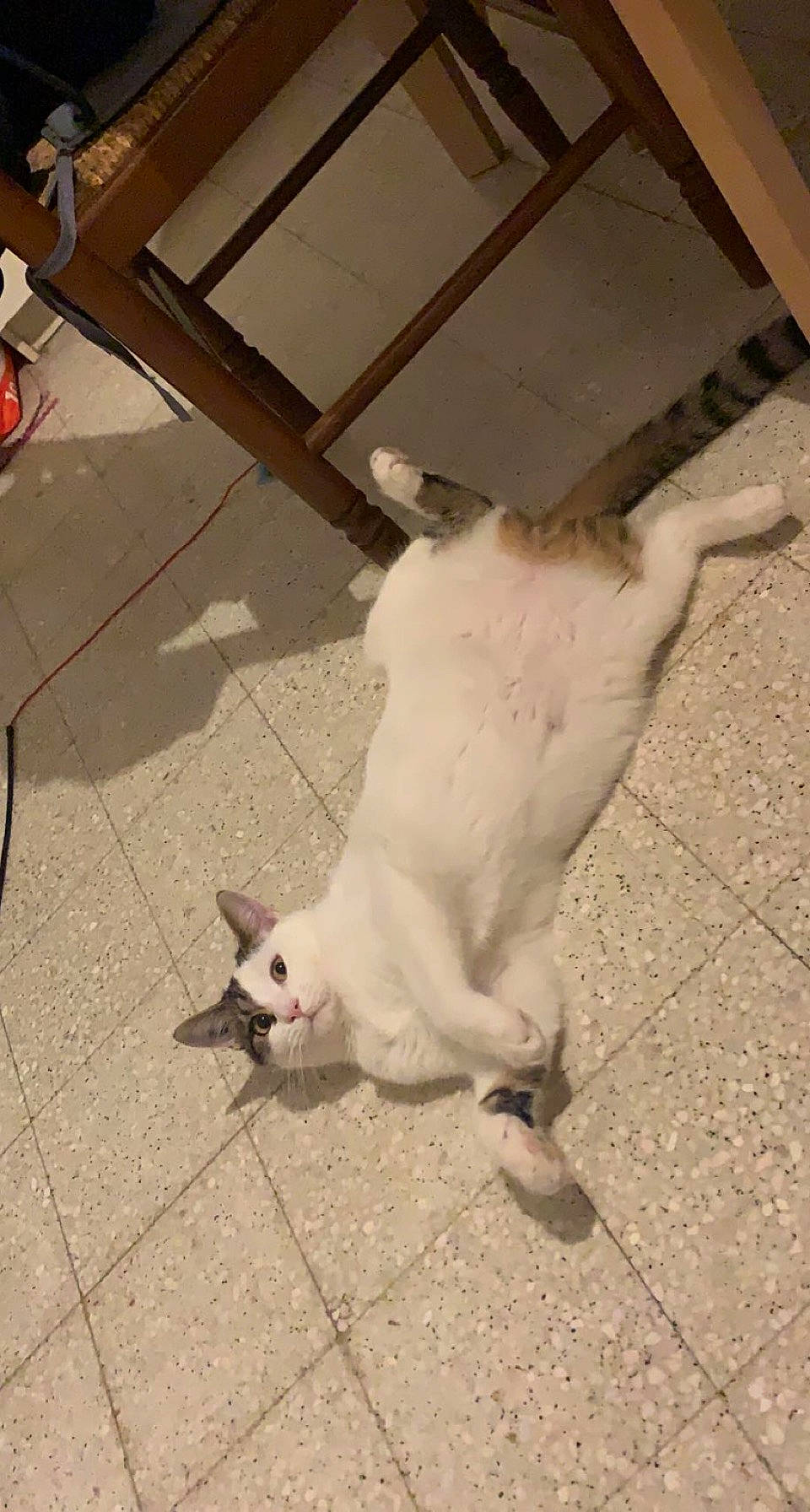 Ruby participe au concours pour gagner de l'argent avec cette photo : canidae, carnivore, cat, concrete, dog_breed, domestic_short_haired_cat, door, felidae, floor, flooring, fur, metal, paw, road_surface, shadow, small_to_medium_sized_cats, snout, tail, whiskers, wood