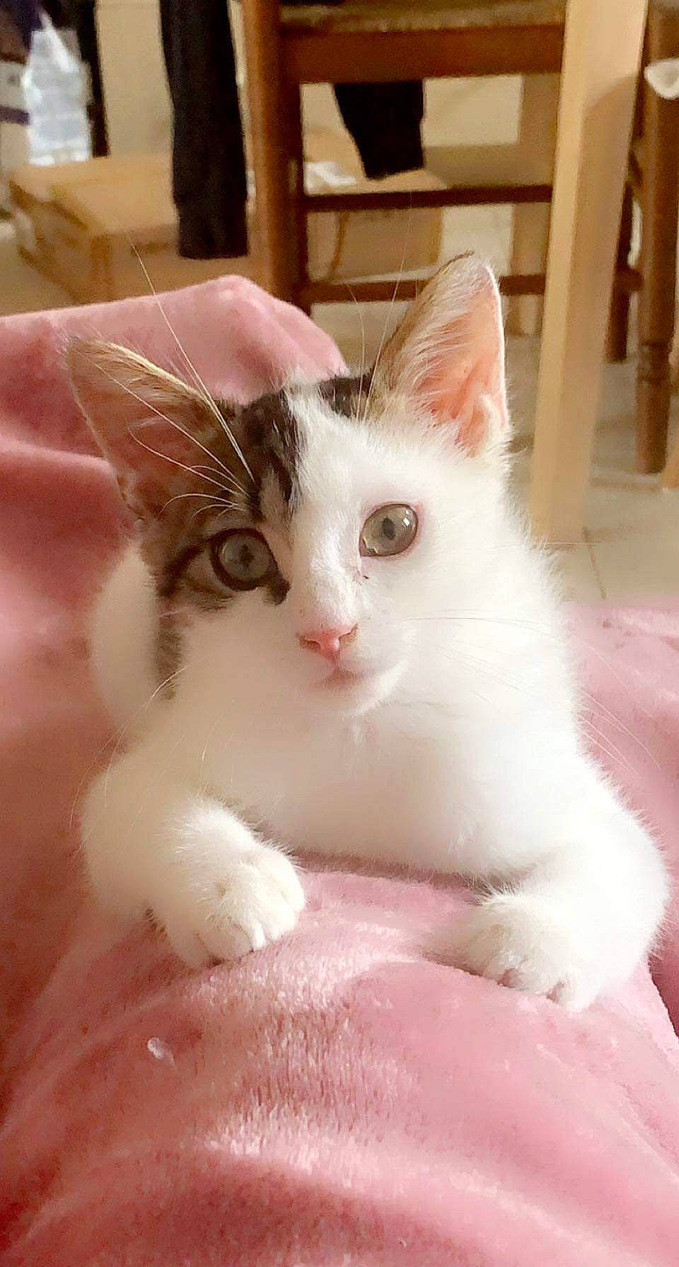 Ruby a rejoint le concours — aidez-le/la à gagner de superbes lots ! carnivore, cat, chair, claw, domestic_short_haired_cat, ear, eyelash, fawn, felidae, fur, paw, small_to_medium_sized_cats, snout, tail, whiskers