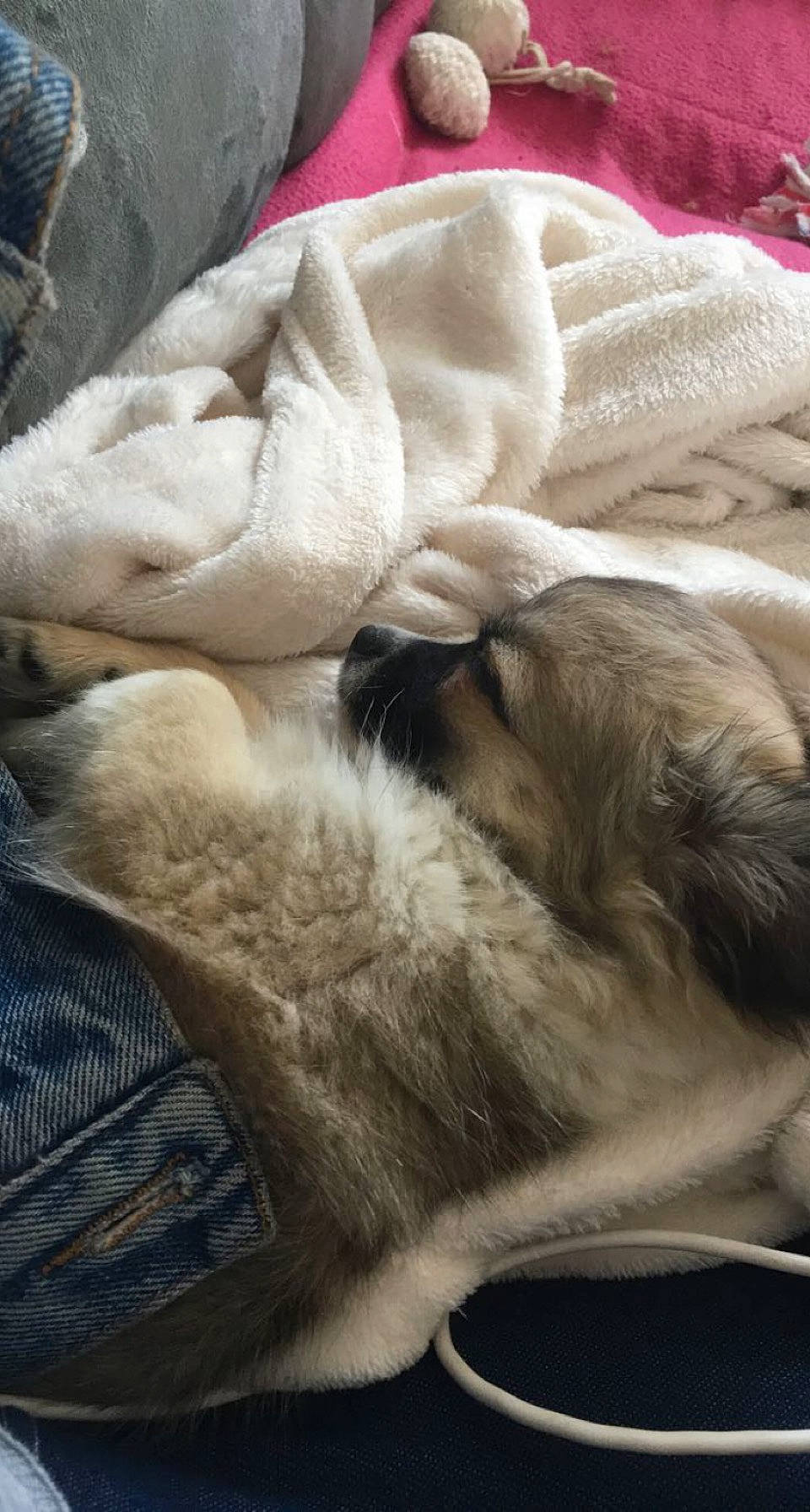 Olympe participe au concours pour gagner de l'argent avec cette photo : canidae, close_up, comfort, dog, dog_breed, fawn, fur, nap, sleep, textile, working_animal