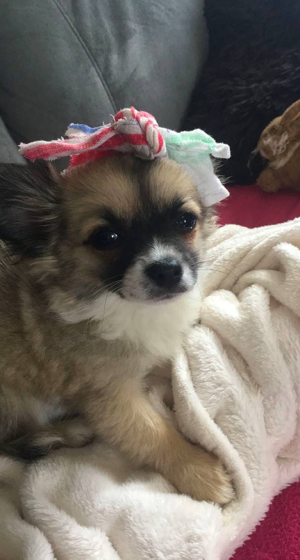 Olympe a rejoint le concours — aidez-le/la à gagner de superbes lots ! canidae, carnivore, companion_dog, dog, dog_breed, dog_supply, fawn, fur, natural_material, non_sporting_group, pet_supply, puppy, small_terrier, snout, sporting_group, toy_dog, whiskers, working_animal, working_dog