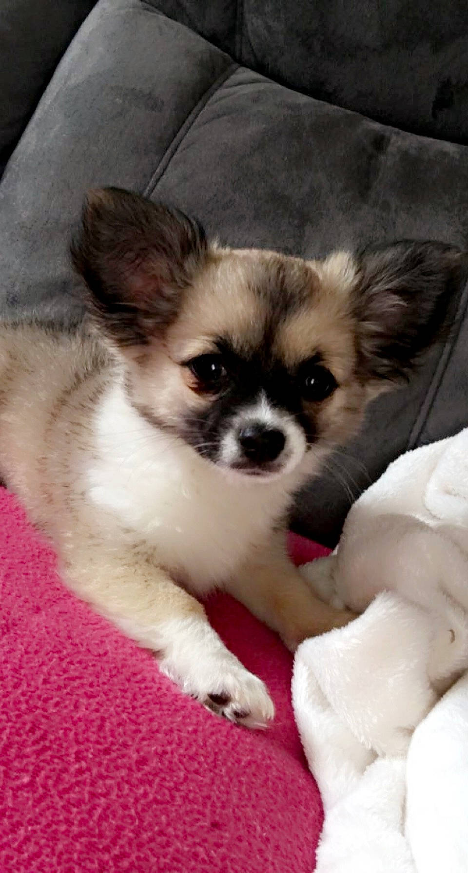 Olympe participe au concours pour gagner de l'argent avec cette photo : canidae, carnivore, chihuahua, companion_dog, dog, dog_breed, fawn, fur, non_sporting_group, puppy, small_terrier, snout, toy_dog, whiskers, working_animal, working_dog