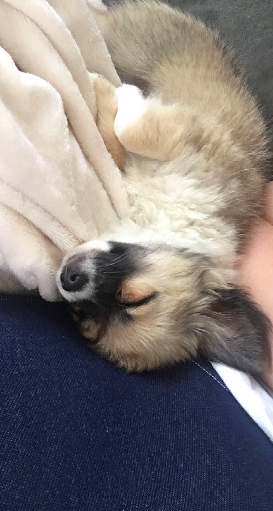 Olympe a rejoint le concours — aidez-le/la à gagner de superbes lots ! canidae, carnivore, companion_dog, dog, dog_breed, fawn, fur, puppy, sleep, snout, toy_dog, working_animal