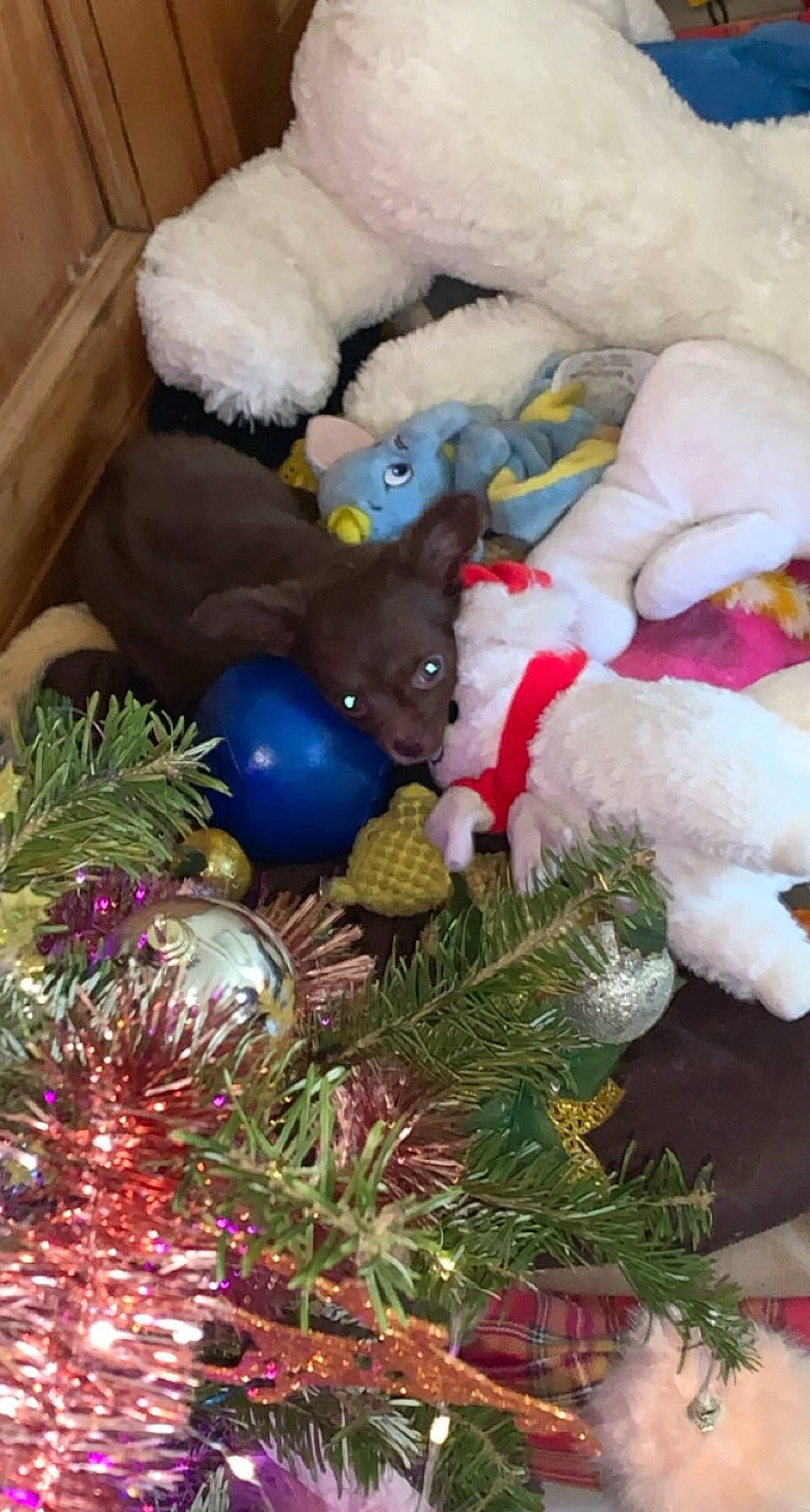 Reven a rejoint le concours — aidez-le/la à gagner de superbes lots ! christmas, christmas_decoration, christmas_eve, christmas_ornament, christmas_tree, conifer, dog_toy, event, fir, fur, holiday, holiday_ornament, interior_design, ornament, pine, pine_family, plush, silvertip_fir, stuffed_toy, toy