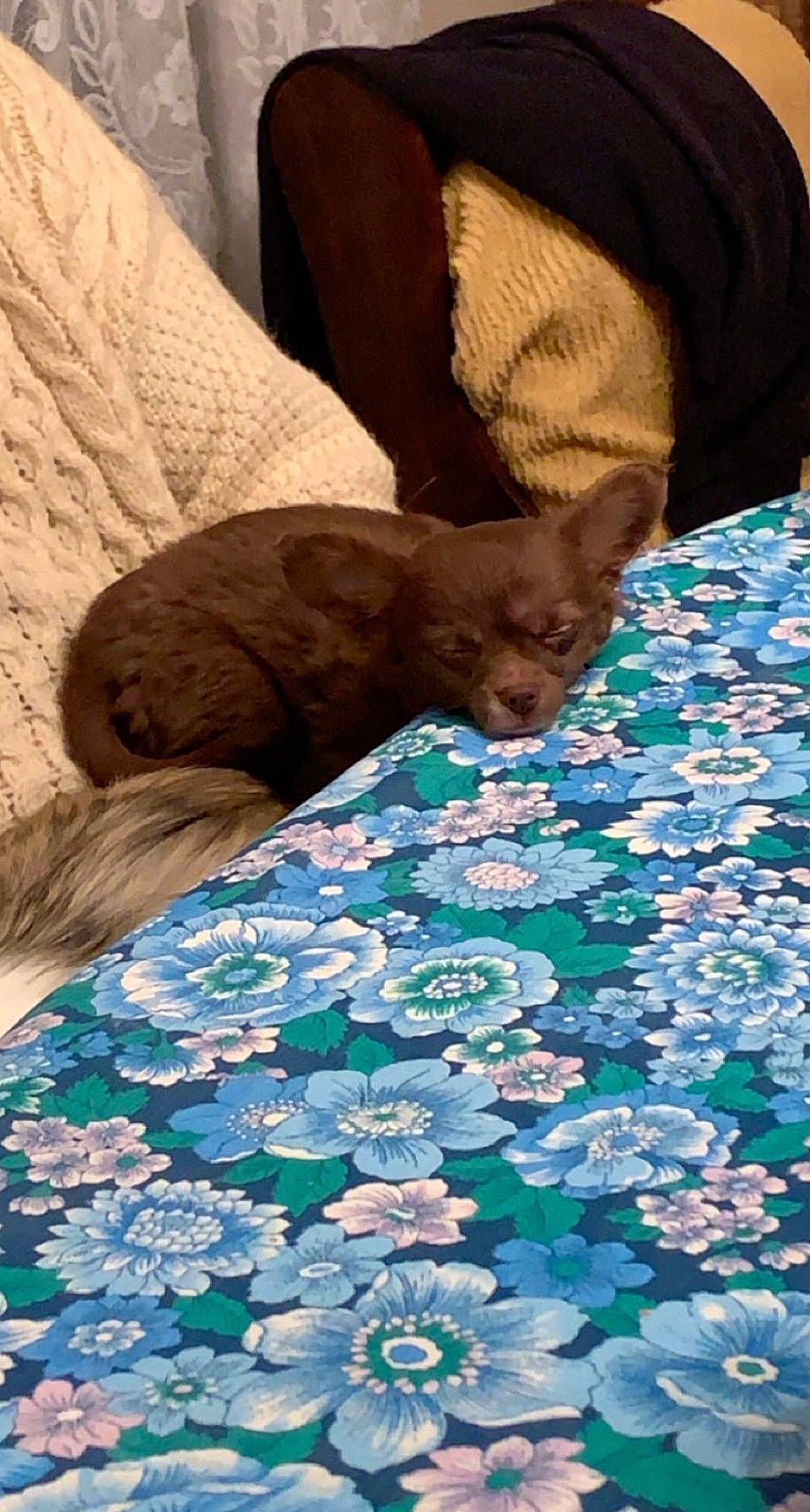 Reven a rejoint le concours — aidez-le/la à gagner de superbes lots ! bed, bed_sheet, bedding, blanket, brown, carnivore, cat, comfort, domestic_short_haired_cat, felidae, home_accessories, linens, liver, nap, petal, sleep, small_to_medium_sized_cats, tail, vertebrate, whiskers