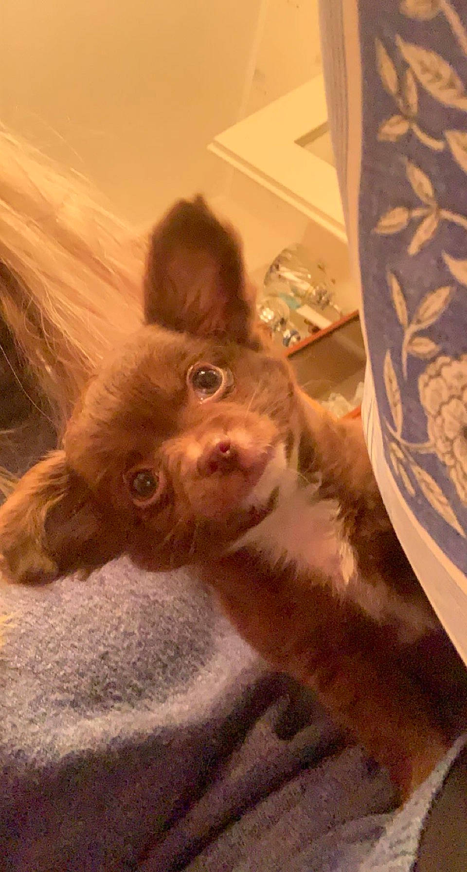 Reven a rejoint le concours — aidez-le/la à gagner de superbes lots ! canidae, carnivore, companion_dog, dog, dog_breed, fur, liver, non_sporting_group, snout, sporting_group, tongue, toy_dog, vertebrate, whiskers, working_animal, working_dog