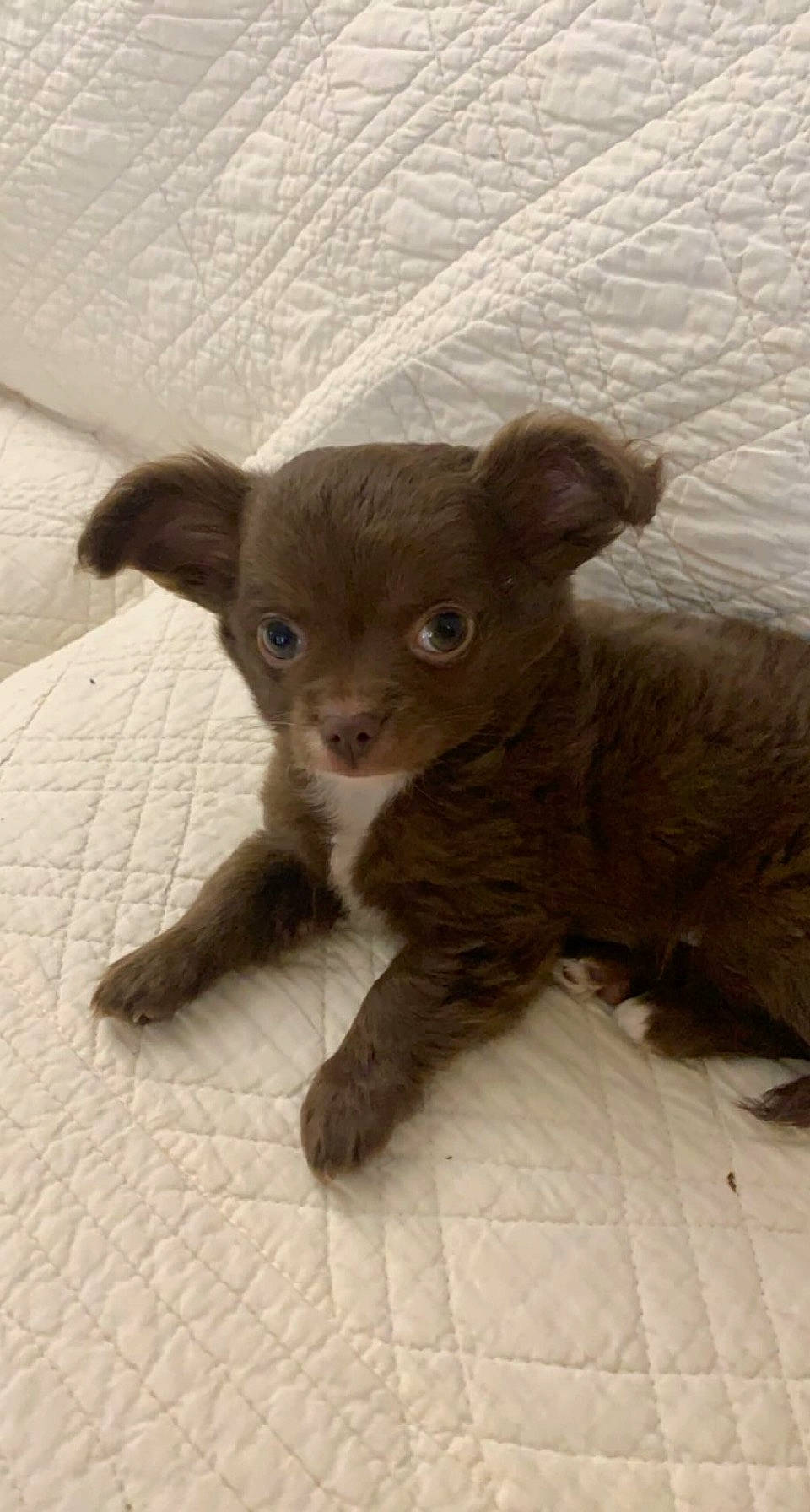 Reven participe au concours pour gagner de l'argent avec cette photo : beige, brown, canidae, carnivore, chihuahua, companion_dog, dog, dog_breed, fawn, linens, liver, non_sporting_group, pet_supply, puppy, skin, snout, tan, toy_dog, whiskers, working_animal