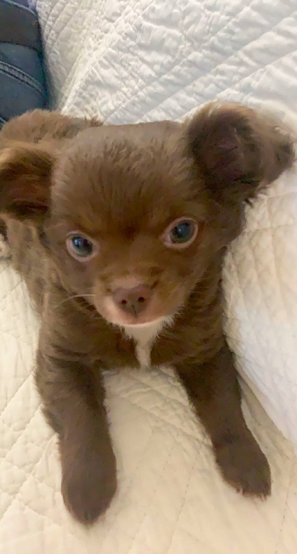 Reven participe au concours pour gagner de l'argent avec cette photo : beige, brown, canidae, carnivore, companion_dog, dog, dog_breed, fawn, fur, iris, kitten, liver, puppy, skin, snout, terrestrial_animal, toy_dog, vertebrate, whiskers, working_animal