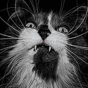 Pooter is registered to the contest to win money with this photo: cat, close_up, black_and_white, whiskers, fangs, wide_eyes, fluffy_fur, portrait, animal, pet, intense_expression, dark_background, muzzle, face, fur, mustache, looking_up, sharp_teeth, monochrome, closeup