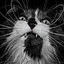 cat, close_up, black_and_white, whiskers, fangs, wide_eyes, fluffy_fur, portrait, animal, pet, intense_expression, dark_background, muzzle, face, fur, mustache, looking_up, sharp_teeth, monochrome, closeup