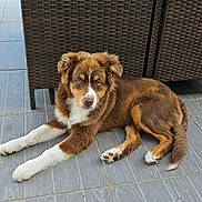 Alfy participe au concours pour gagner de l'argent avec cette photo : dog, puppy, brown, white, fur, outdoor, patio, floor, tiles, furniture, woven, relaxed, animal, pet, laying, looking, ears, tail, nose, eyes