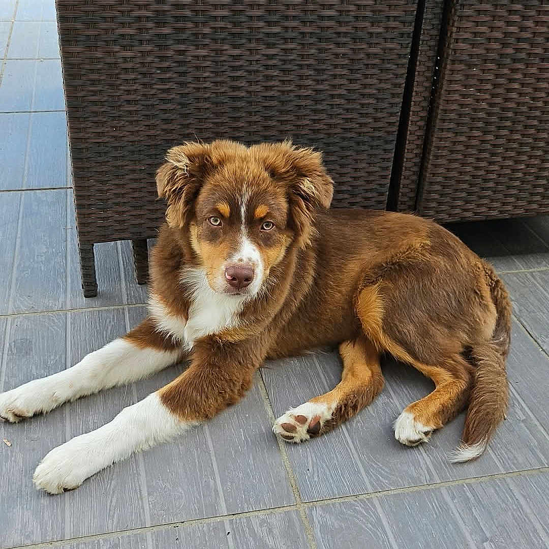 Alfy participe au concours pour gagner de l'argent avec cette photo : animal, brown, dog, ears, eyes, floor, fur, furniture, laying, looking, nose, outdoor, patio, pet, puppy, relaxed, tail, tiles, white, woven