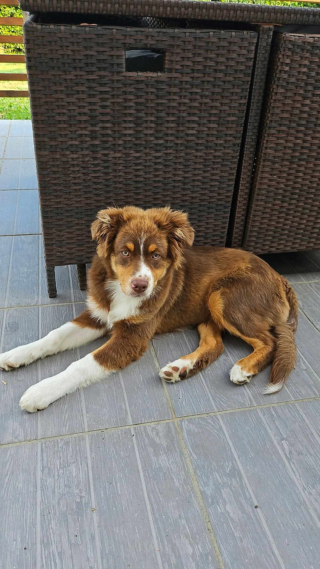 Alfy participe au concours pour gagner de l'argent avec cette photo : dog, puppy, brown, white, fur, outdoor, patio, floor, tiles, furniture, woven, relaxed, animal, pet, laying, looking, ears, tail, nose, eyes
