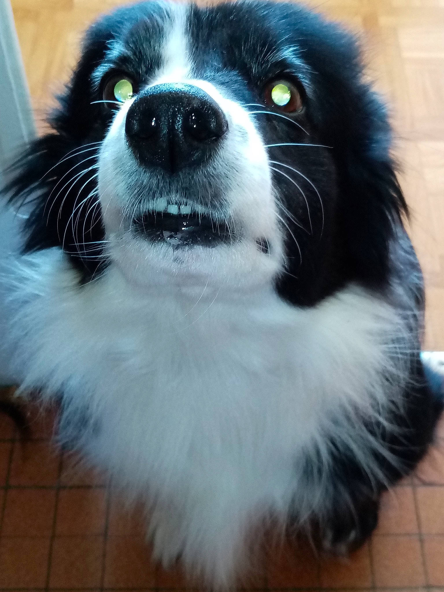 Hinata participe au concours pour gagner de l'argent avec cette photo : australian_collie, australian_shepherd, bernese_mountain_dog, border_collie, canidae, carnivore, companion_dog, dog, dog_breed, english_shepherd, fur, mammal, nose, phalene, rare_breed_dog, snout, sporting_group, vertebrate, whiskers