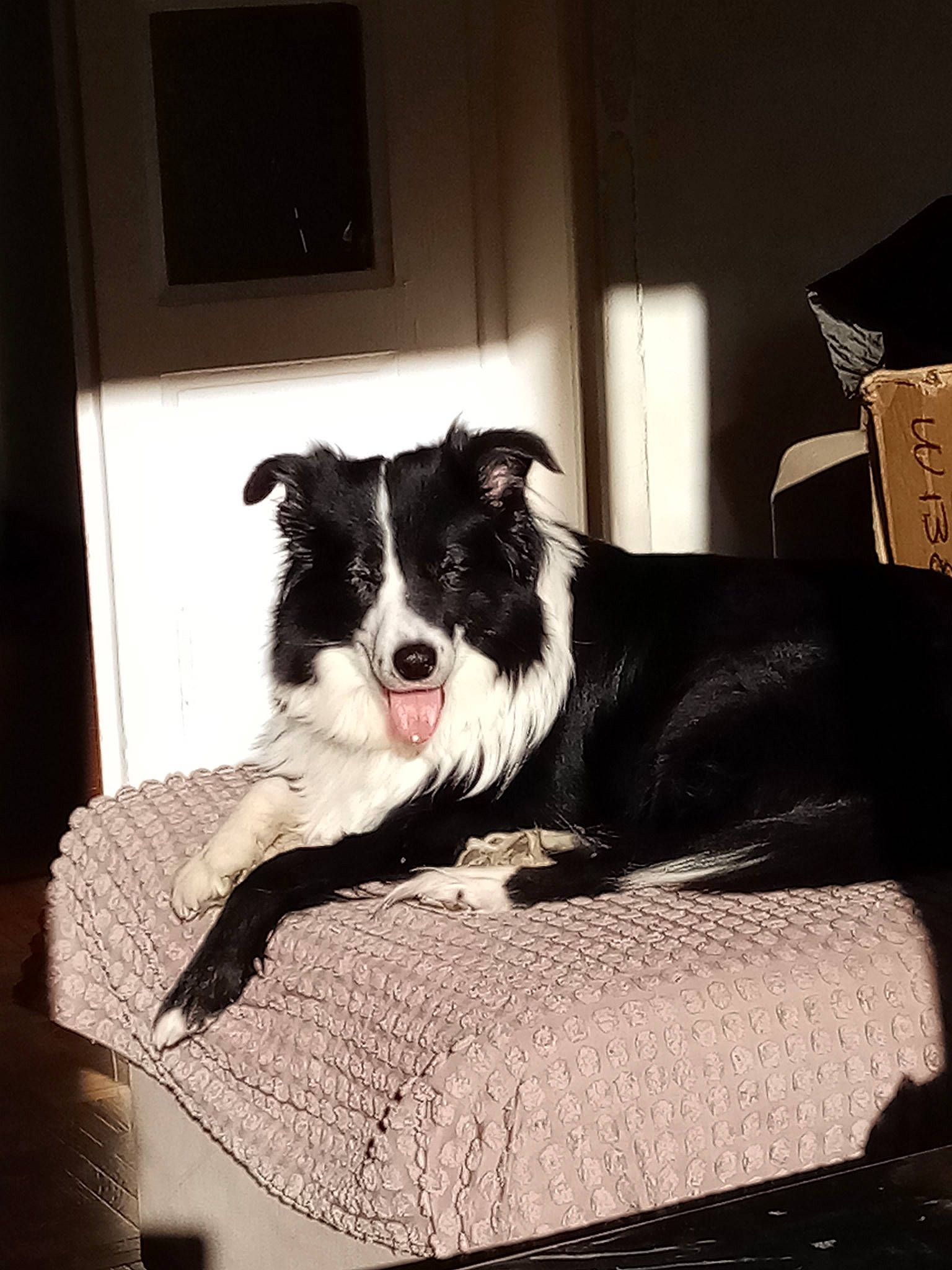 Hinata participe au concours pour gagner de l'argent avec cette photo : border_collie, canidae, carnivore, companion_dog, dog, dog_breed, furniture, herding_dog, mammal, sporting_group, vertebrate, working_dog