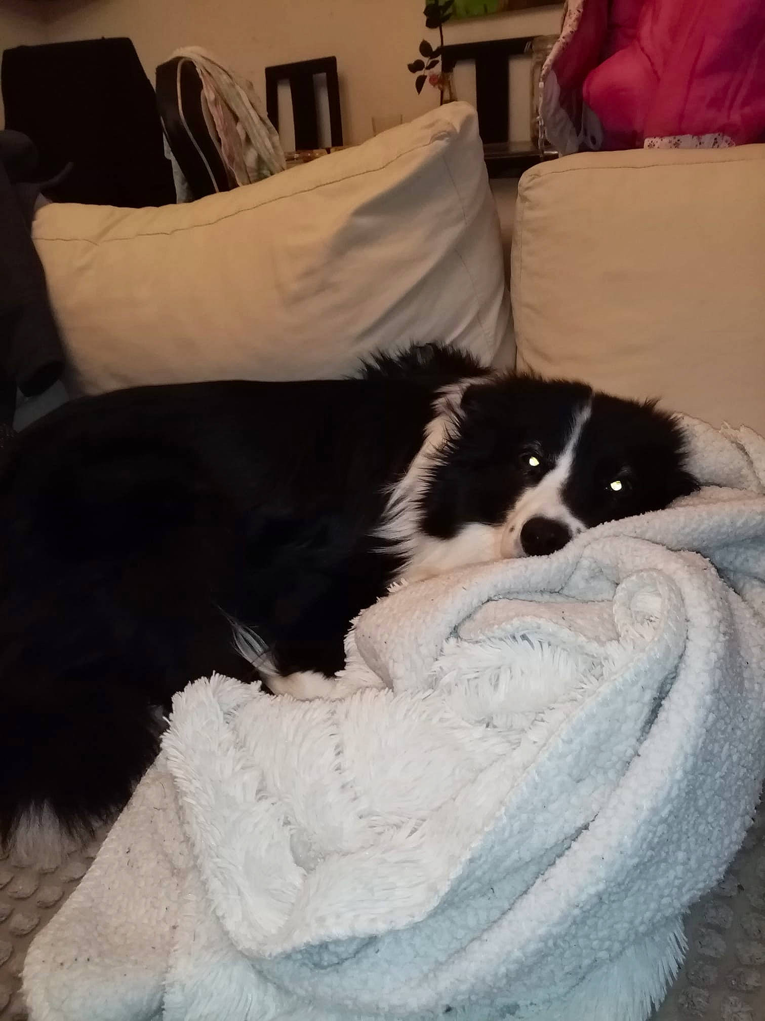 Hinata a rejoint le concours — aidez-le/la à gagner de superbes lots ! border_collie, canidae, carnivore, companion_dog, dog, dog_breed, fur, japanese_chin, mammal, puppy, room, sporting_group, toy_dog