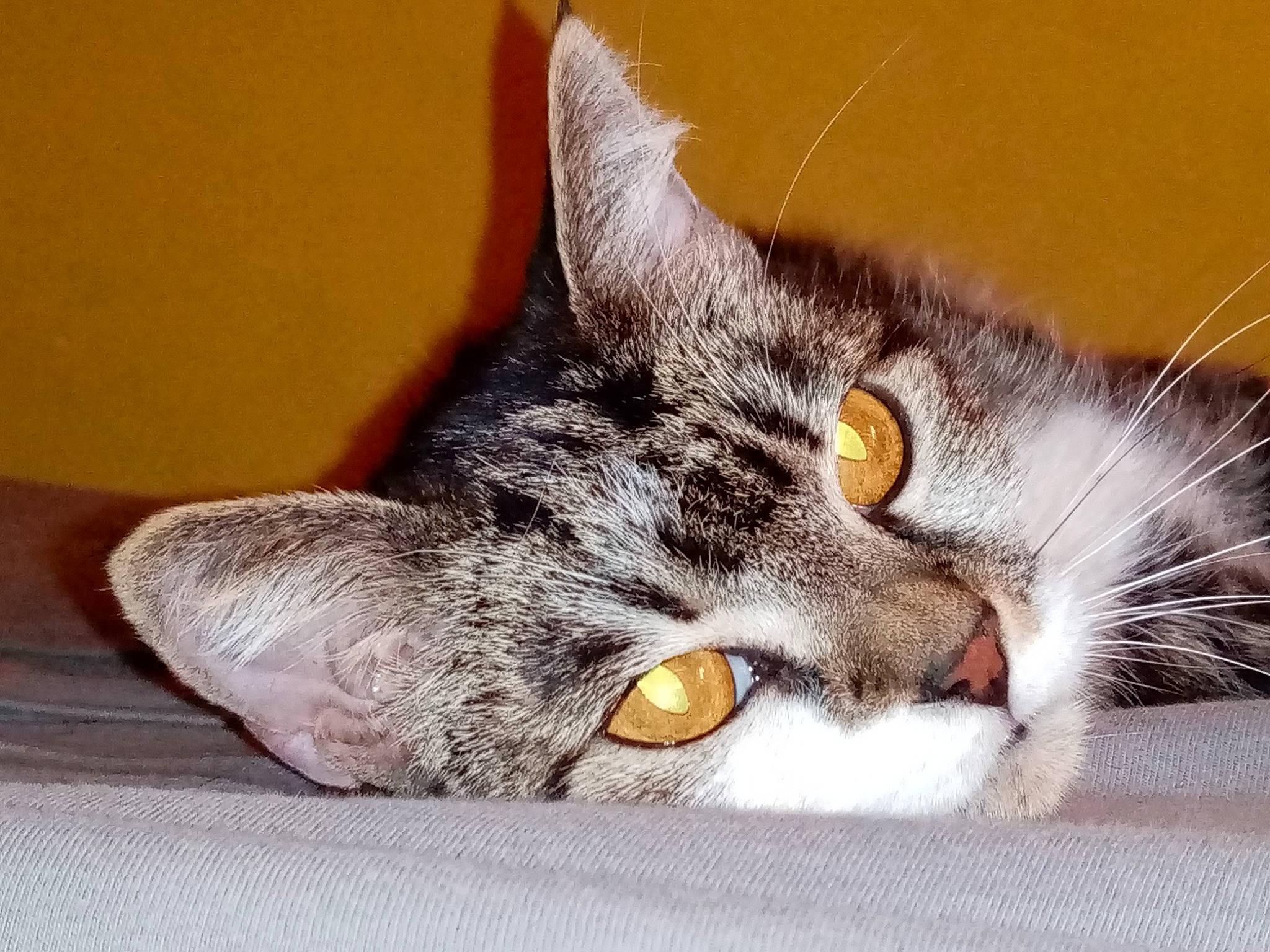 Bingo participe au concours pour gagner de l'argent avec cette photo : american_shorthair, american_wirehair, asian, california_spangled, carnivore, cat, close_up, domestic_short_haired_cat, dragon_li, european_shorthair, eye, felidae, fur, kitten, paw, polydactyl_cat, small_to_medium_sized_cats, snout, tabby_cat, whiskers