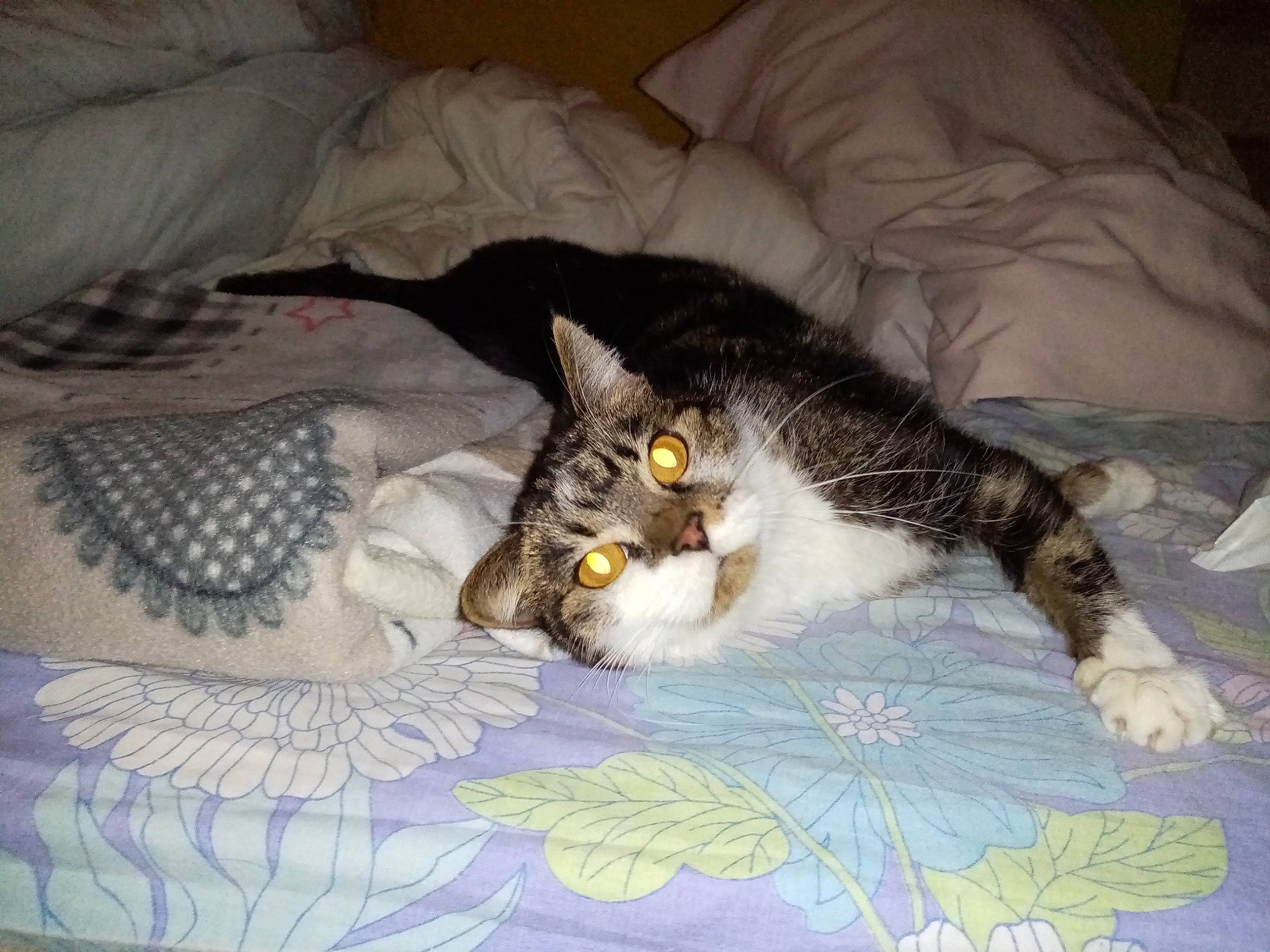 Bingo participe au concours pour gagner de l'argent avec cette photo : american_wirehair, carnivore, cat, domestic_long_haired_cat, domestic_short_haired_cat, dragon_li, european_shorthair, felidae, fur, kitten, maine_coon, mammal, norwegian_forest_cat, pixie_bob, polydactyl_cat, small_to_medium_sized_cats, tabby_cat, whiskers