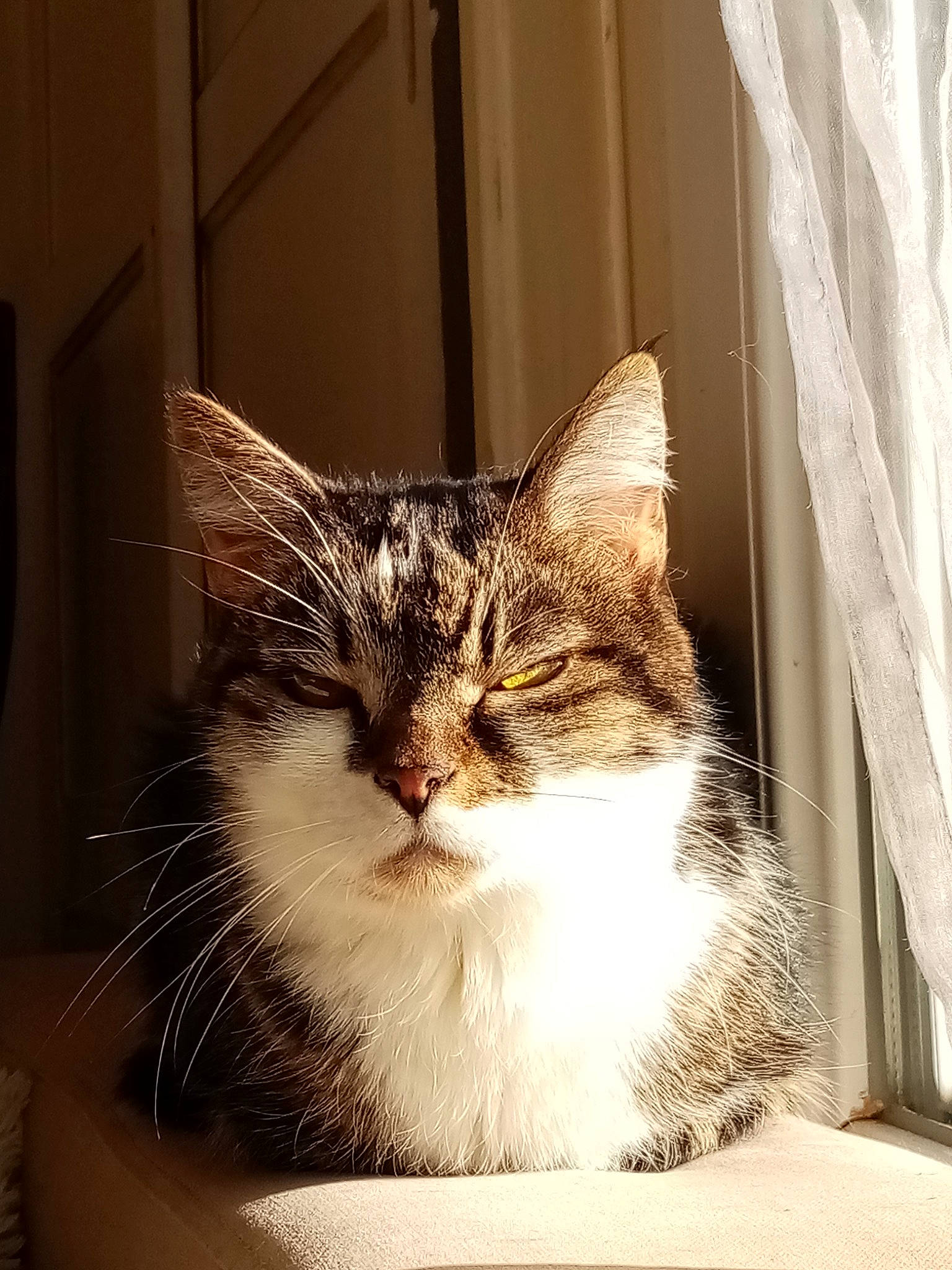 Bingo a rejoint le concours — aidez-le/la à gagner de superbes lots ! aegean_cat, american_wirehair, asian, carnivore, cat, domestic_short_haired_cat, dragon_li, european_shorthair, eye, felidae, fur, kitten, nose, ojos_azules, small_to_medium_sized_cats, snout, tabby_cat, whiskers, wild_cat, window