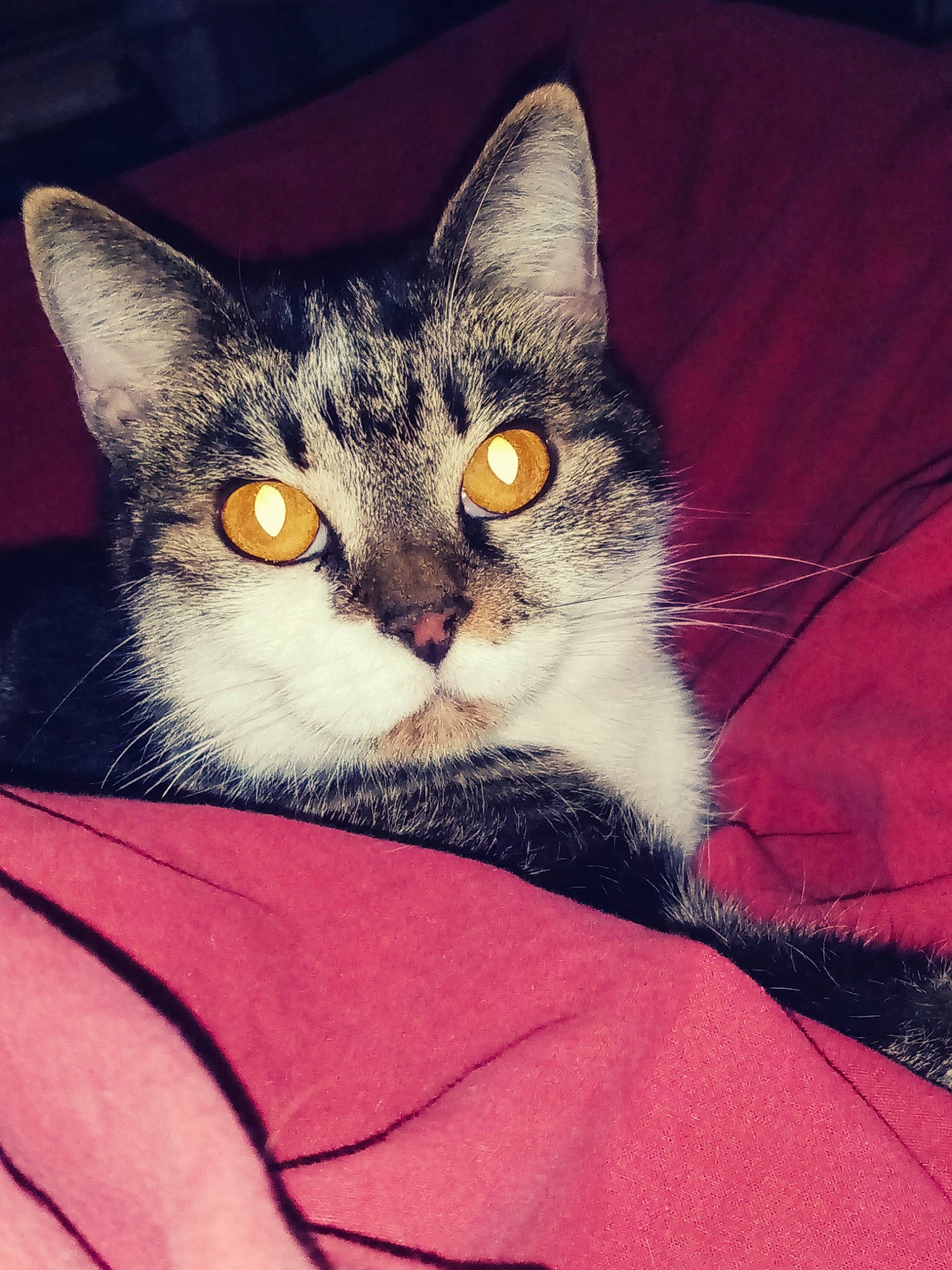 Bingo a rejoint le concours — aidez-le/la à gagner de superbes lots ! american_shorthair, american_wirehair, asian, california_spangled, carnivore, cat, domestic_short_haired_cat, ear, european_shorthair, eye, felidae, fur, kitten, mammal, small_to_medium_sized_cats, snout, tabby_cat, whiskers