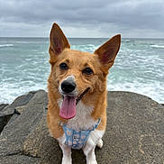 Sasha joined the competition — help win amazing prizes! dog, corgi, pet, animal, portrait, sitting, tongue_out, happy, ears, harness, blue_harness, brown_fur, white_chest, paws, rocks, seaside, ocean, waves, beach, cloudy_sky