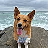 dog, corgi, pet, animal, portrait, sitting, tongue_out, happy, ears, harness, blue_harness, brown_fur, white_chest, paws, rocks, seaside, ocean, waves, beach, cloudy_sky