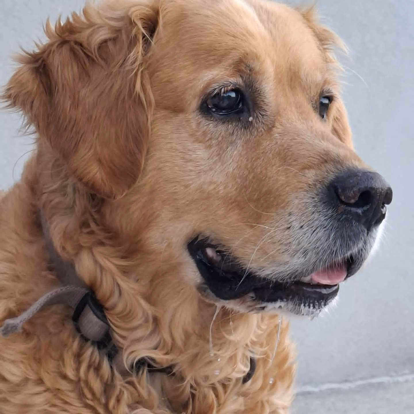 Justie a rejoint le concours — aidez-le/la à gagner de superbes lots ! animal, background, canine, close_up, collar, curly_fur, dog, drool, ears, fur, golden_retriever, looking_away, muzzle, outdoor, pet, portrait, profile, snout, tongue, whiskers
