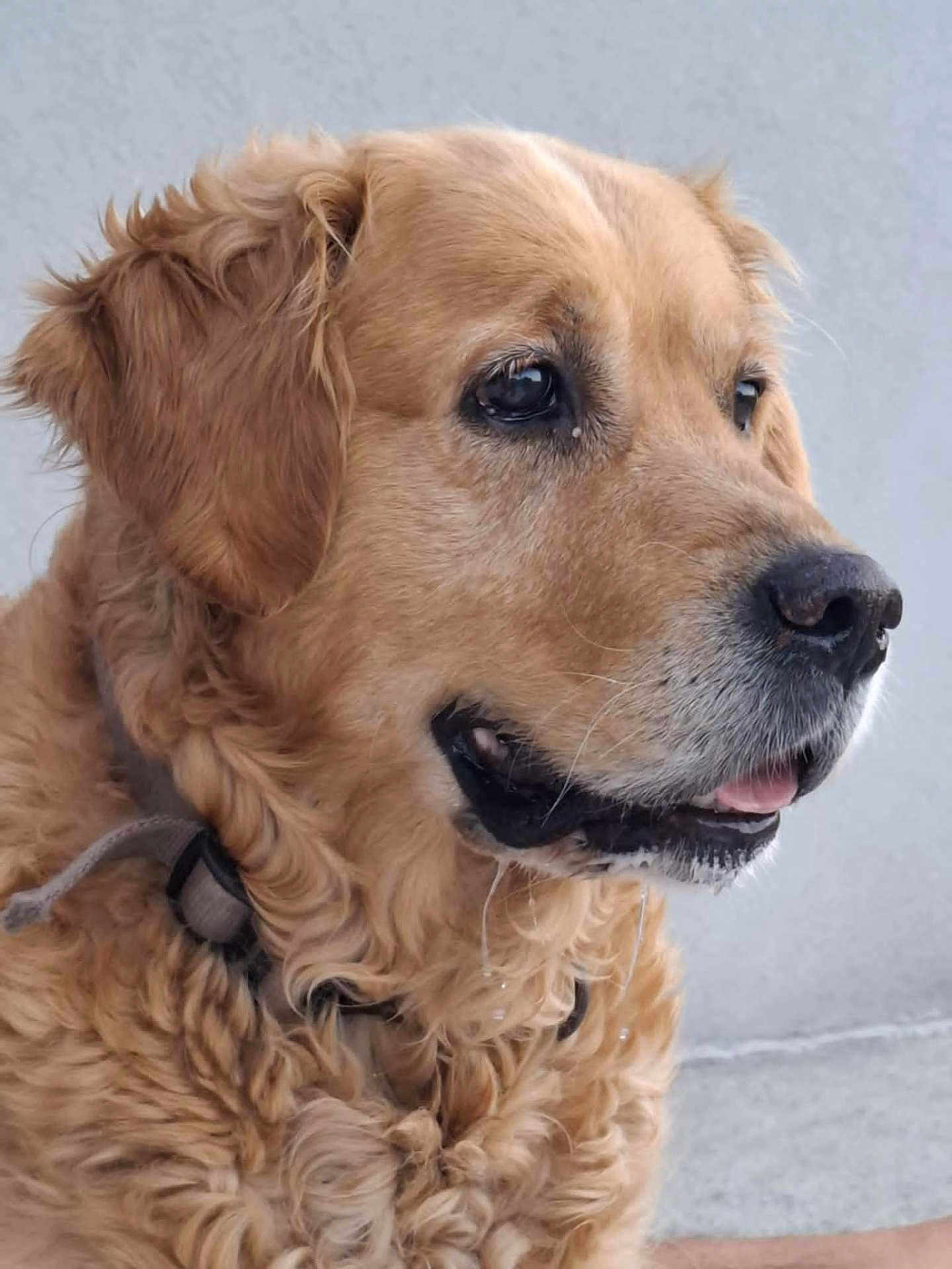 Justie a rejoint le concours — aidez-le/la à gagner de superbes lots ! animal, background, canine, close_up, collar, curly_fur, dog, drool, ears, fur, golden_retriever, looking_away, muzzle, outdoor, pet, portrait, profile, snout, tongue, whiskers