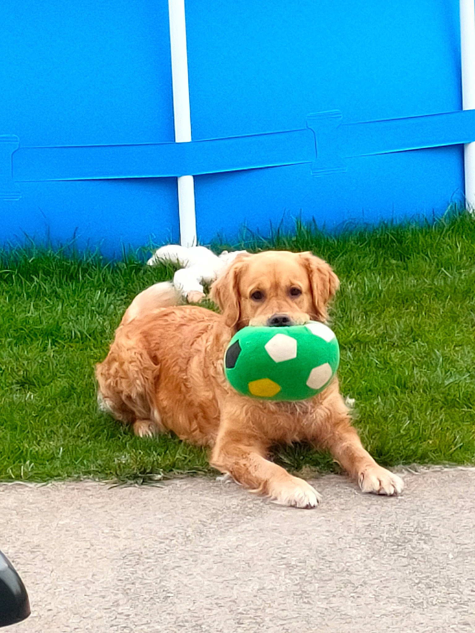 Justie a rejoint le concours — aidez-le/la à gagner de superbes lots ! ball, blue, canidae, carnivore, chair, companion_dog, dog, dog_breed, dog_collar, fashion_accessory, fawn, grass, labradoodle, non_sporting_group, snout, sporting_group, tennis_ball, terrier, toy_dog, working_animal