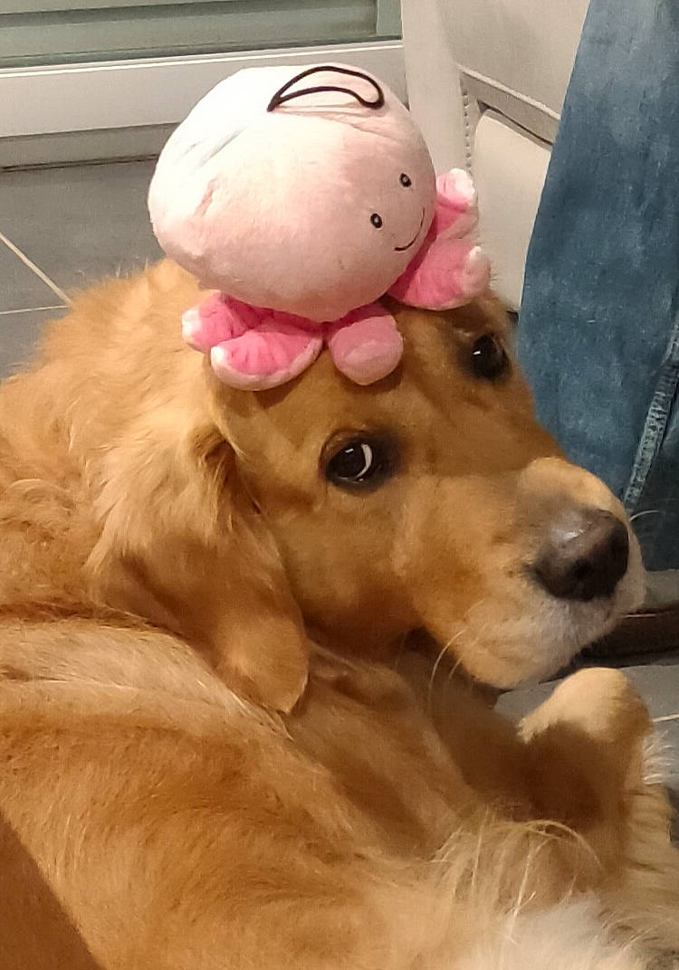 Justie a rejoint le concours — aidez-le/la à gagner de superbes lots ! cap, carnivore, companion_dog, dog, dog_breed, dog_supply, dog_toy, ear, fawn, fur, head, liver, mammal, pet_supply, snout, sporting_group, stuffed_toy, toy, whiskers, working_animal