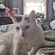 Asia joined the competition — help win amazing prizes! cat, white_cat, animal, pet, indoor, cozy, blanket, feline, relaxed, fur, whiskers, ears, bedroom, window, natural_light, houseplant, furniture, domestic, closeup, resting