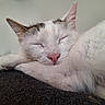 Asia joined the competition — help win amazing prizes! cat, sleeping, close_up, pink_nose, white_fur, paw, resting, cozy, serene, animal, pet, feline, soft_lighting, texture, indoor, quiet, relaxed, whiskers, ears, face