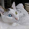 Asia joined the competition — help win amazing prizes! cat, white_cat, heterochromia, blue_eye, yellow_eye, pet, indoor, blanket, cozy, feline, animal, portrait, curious, relaxed, close_up, soft_texture, home, domestic_cat, whiskers, ears
