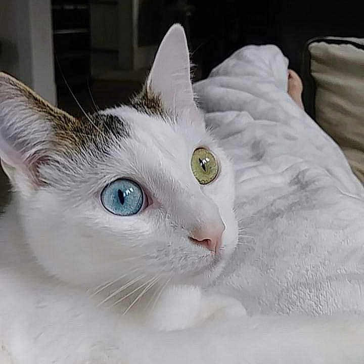 Asia joined the competition — help win amazing prizes! cat, white_cat, heterochromia, blue_eye, yellow_eye, pet, indoor, blanket, cozy, feline, animal, portrait, curious, relaxed, close_up, soft_texture, home, domestic_cat, whiskers, ears