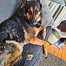 Suzanne Jordan is registered to the contest to win money with this photo: dog, german_shepherd, couch, pillows, indoor, pet, relaxed, fur, brown, black, wooden_floor, rug, home, animal, looking, laying_down, cozy, living_room, domestic, companion