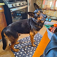 Suzanne Jordan is registered to the contest to win money with this photo: dog, german_shepherd, pet, animal, indoor, kitchen, stove, refrigerator, mat, star_pattern, curious, head_tilt, floor, window, curtains, furniture, household, domestic, canine, companion