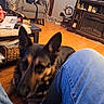 Suzanne Jordan is registered to the contest to win money with this photo: dog, german_shepherd, blurry, close_up, indoor, living_room, wooden_floor, coffee_table, papers, chair, person, jeans, furniture, basket, decor, blanket, fireplace, home, pet, canine