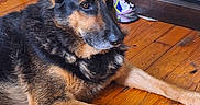 Suzanne Jordan is registered to the contest to win money with this photo: dog, german_shepherd, pet, indoor, wooden_floor, toy, rope_toy, furniture, cabinet, stool, fur, animal, domestic_animal, brown, black, laying_down, floor, home, sign, resting