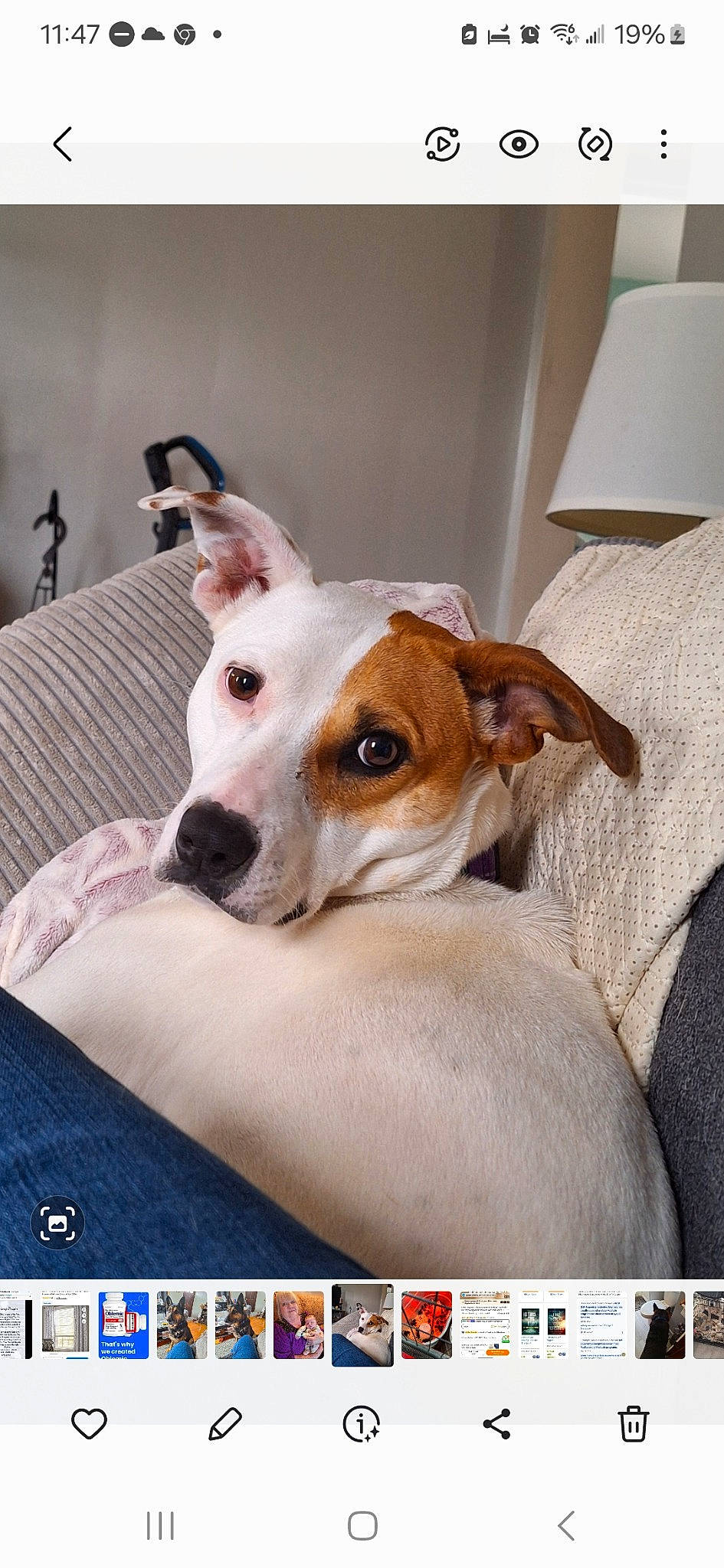 Ruby joined the competition — help win amazing prizes! carnivore, chair, collar, comfort, companion_dog, dog, dog_breed, dog_supply, fur, linens, photo_caption, puppy, terrier, whiskers, working_animal