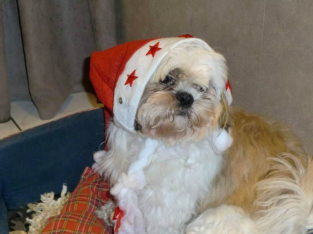 Aston participe au concours pour gagner de l'argent avec cette photo : canidae, carnivore, comfort, companion_dog, dog, dog_breed, dog_supply, fur, liver, mal_shi, pattern, shih_poo, shih_tzu, small_terrier, snout, sporting_group, tartan, terrier, toy_dog, working_animal