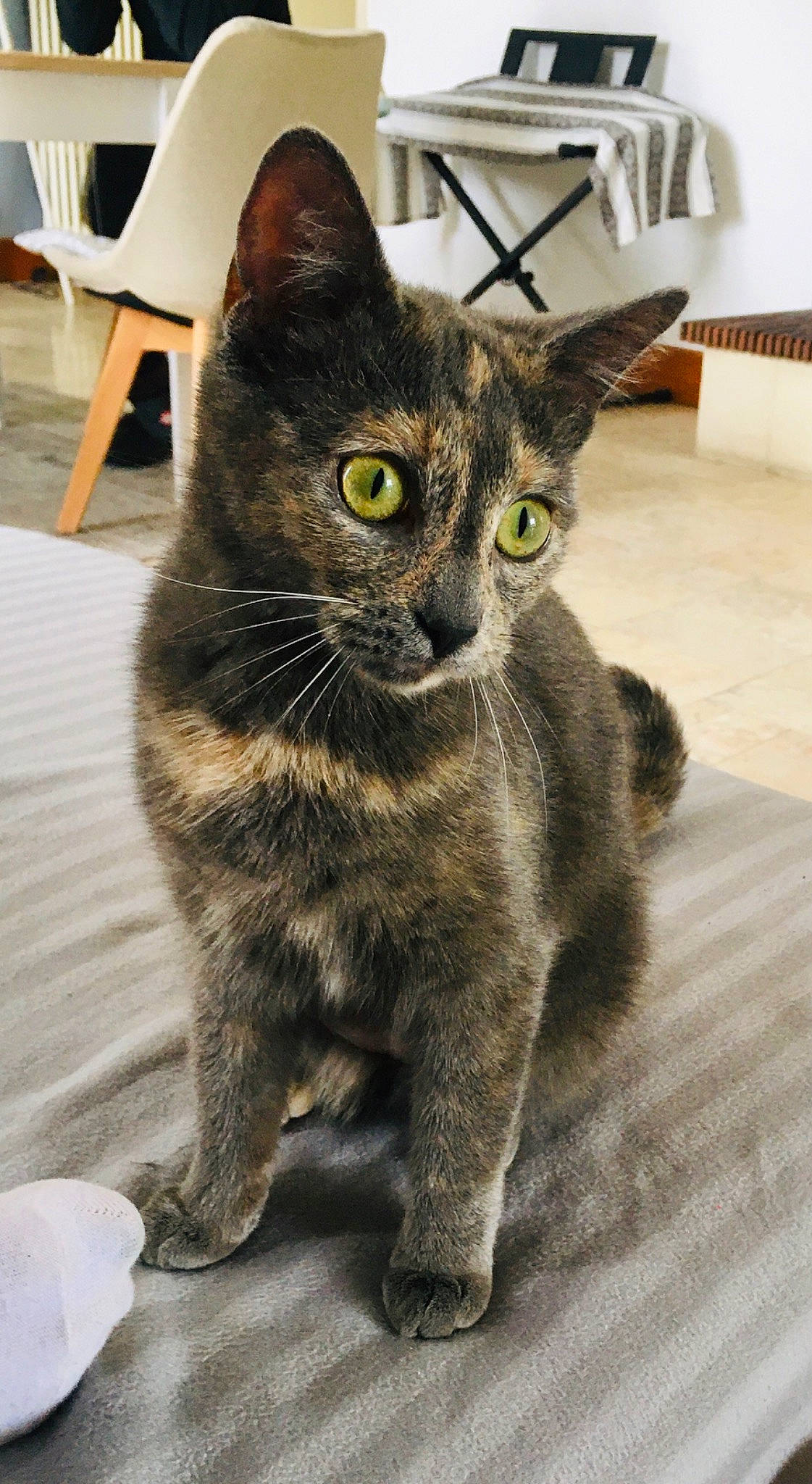 Nala a rejoint le concours — aidez-le/la à gagner de superbes lots ! aegean_cat, american_shorthair, american_wirehair, asian, carnivore, cat, domestic_short_haired_cat, dragon_li, european_shorthair, felidae, german_rex, kitten, korat, mammal, polydactyl_cat, small_to_medium_sized_cats, snout, tabby_cat, vertebrate, whiskers