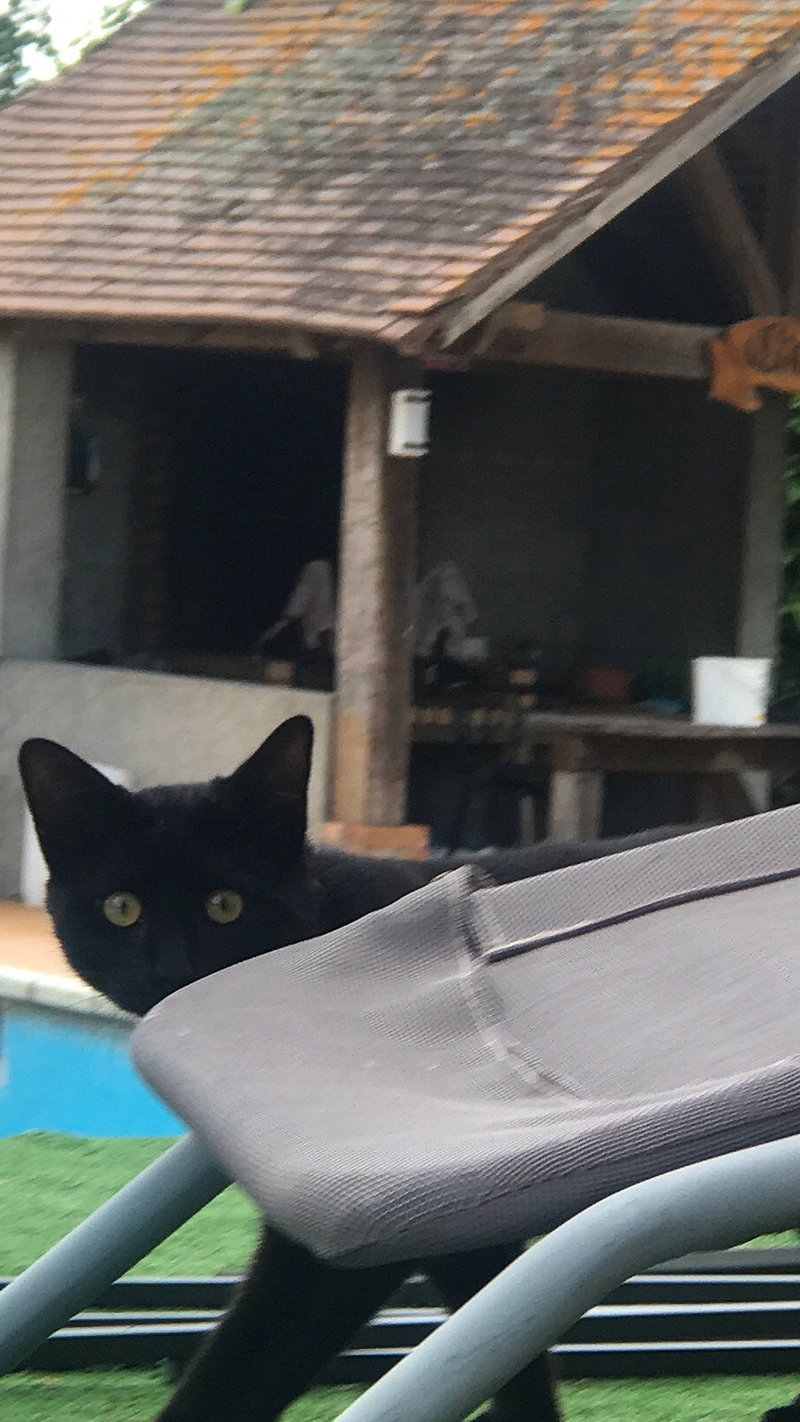 Nala participe au concours pour gagner de l'argent avec cette photo : black_cat, carnivore, cat, domestic_short_haired_cat, felidae, small_to_medium_sized_cats, table, whiskers