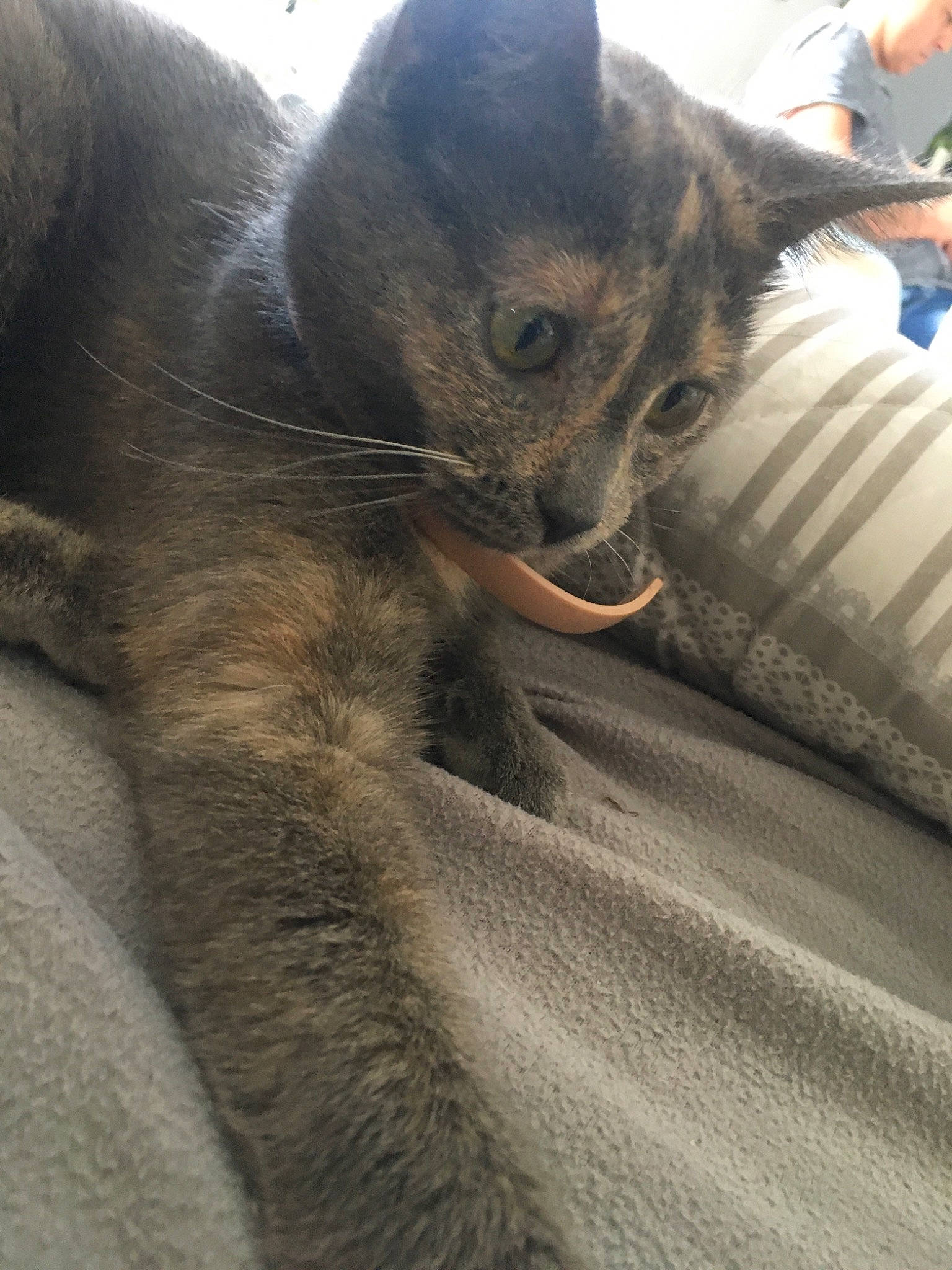 Nala a rejoint le concours — aidez-le/la à gagner de superbes lots ! carnivore, cat, felidae, german_rex, korat, russian_blue, small_to_medium_sized_cats, snout, whiskers