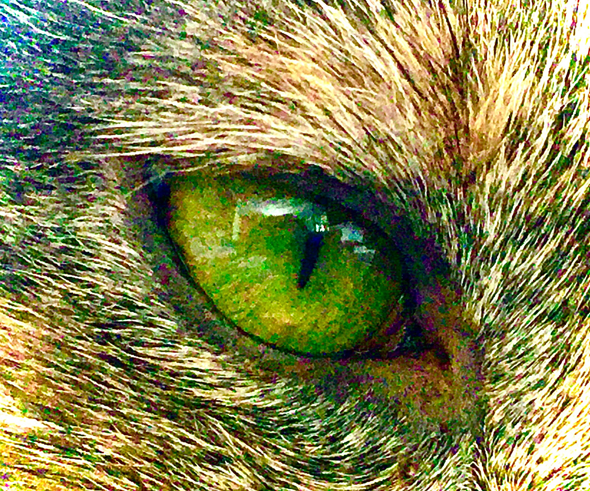 Nala participe au concours pour gagner de l'argent avec cette photo : close_up, eye, felidae, grass, green, iris, macro_photography, organ, photography, plant, whiskers