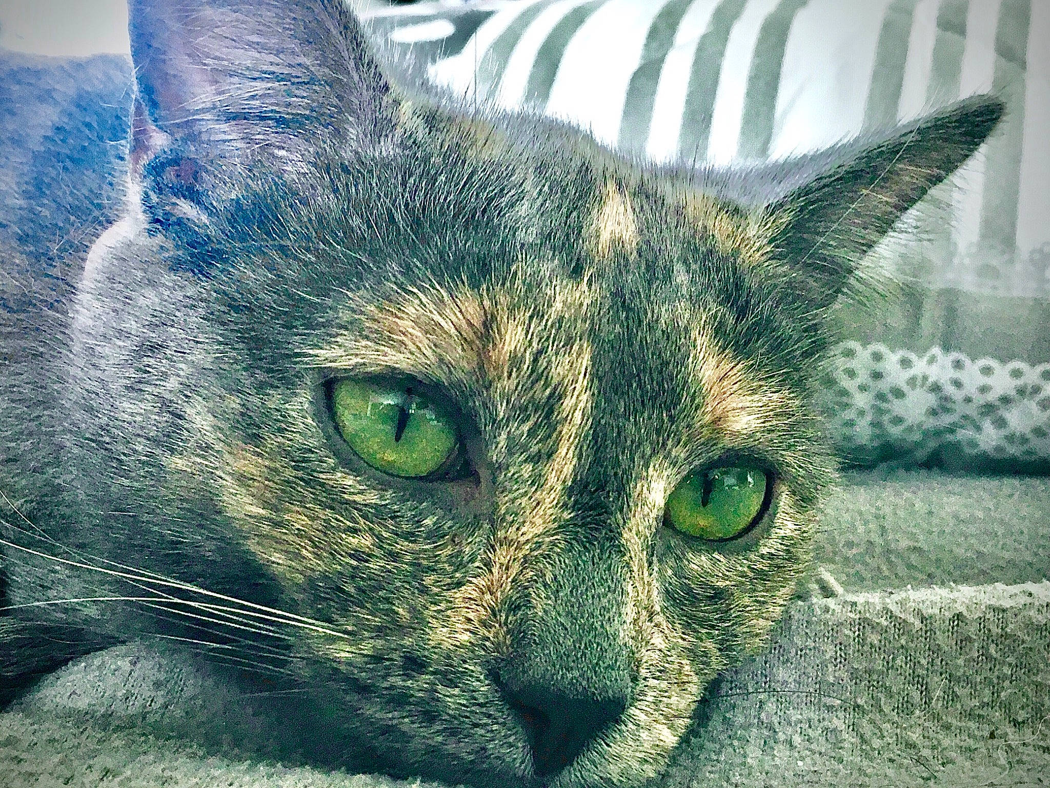 Nala a rejoint le concours — aidez-le/la à gagner de superbes lots ! aegean_cat, asian, carnivore, cat, close_up, domestic_short_haired_cat, dragon_li, european_shorthair, eye, felidae, fur, mammal, nose, organ, sky, small_to_medium_sized_cats, snout, tabby_cat, vertebrate, whiskers