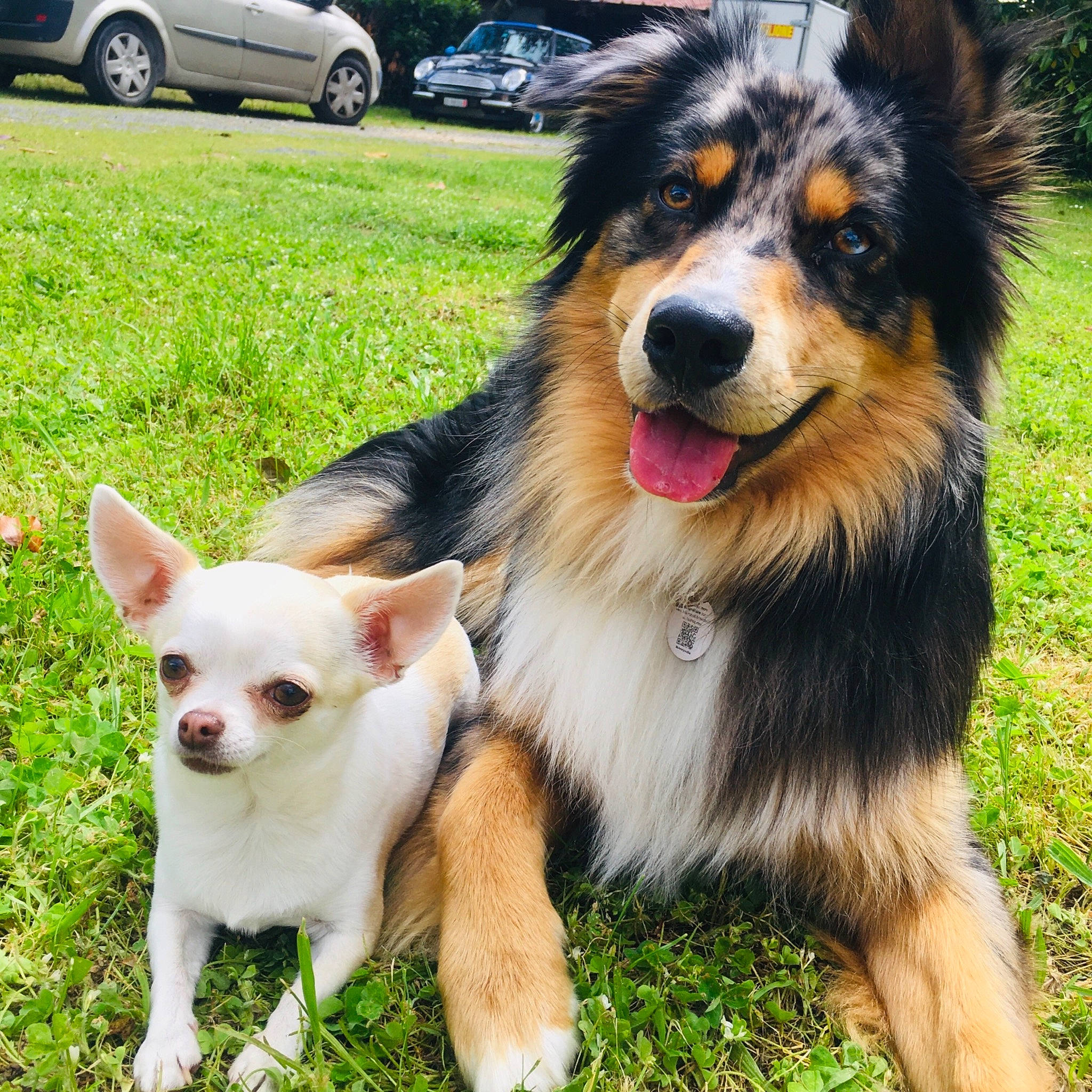 Grey participe au concours pour gagner de l'argent avec cette photo : ancient_dog_breeds, australian_collie, australian_kelpie, australian_shepherd, basque_shepherd_dog, border_collie, canidae, carnivore, companion_dog, dog, dog_breed, mammal, miniature_australian_shepherd, plant, puppy, rare_breed_dog, snout, sporting_group, vertebrate, working_dog