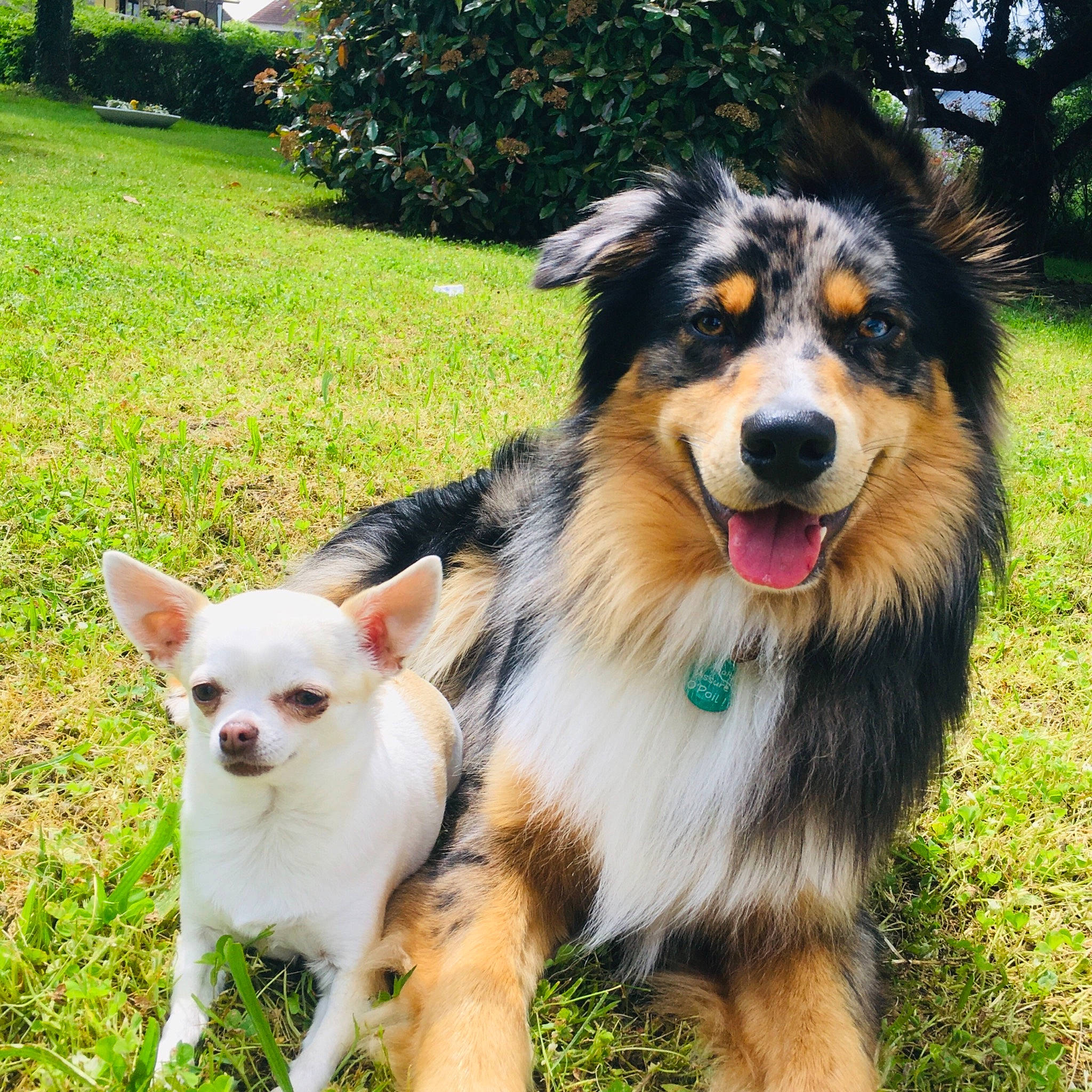 Grey participe au concours pour gagner de l'argent avec cette photo : australian_cattle_dog, australian_collie, australian_shepherd, basque_shepherd_dog, border_collie, canidae, carnivore, companion_dog, dog, dog_breed, english_shepherd, grass, herding_dog, mammal, miniature_australian_shepherd, rare_breed_dog, sporting_group, vertebrate, welsh_sheepdog, working_dog