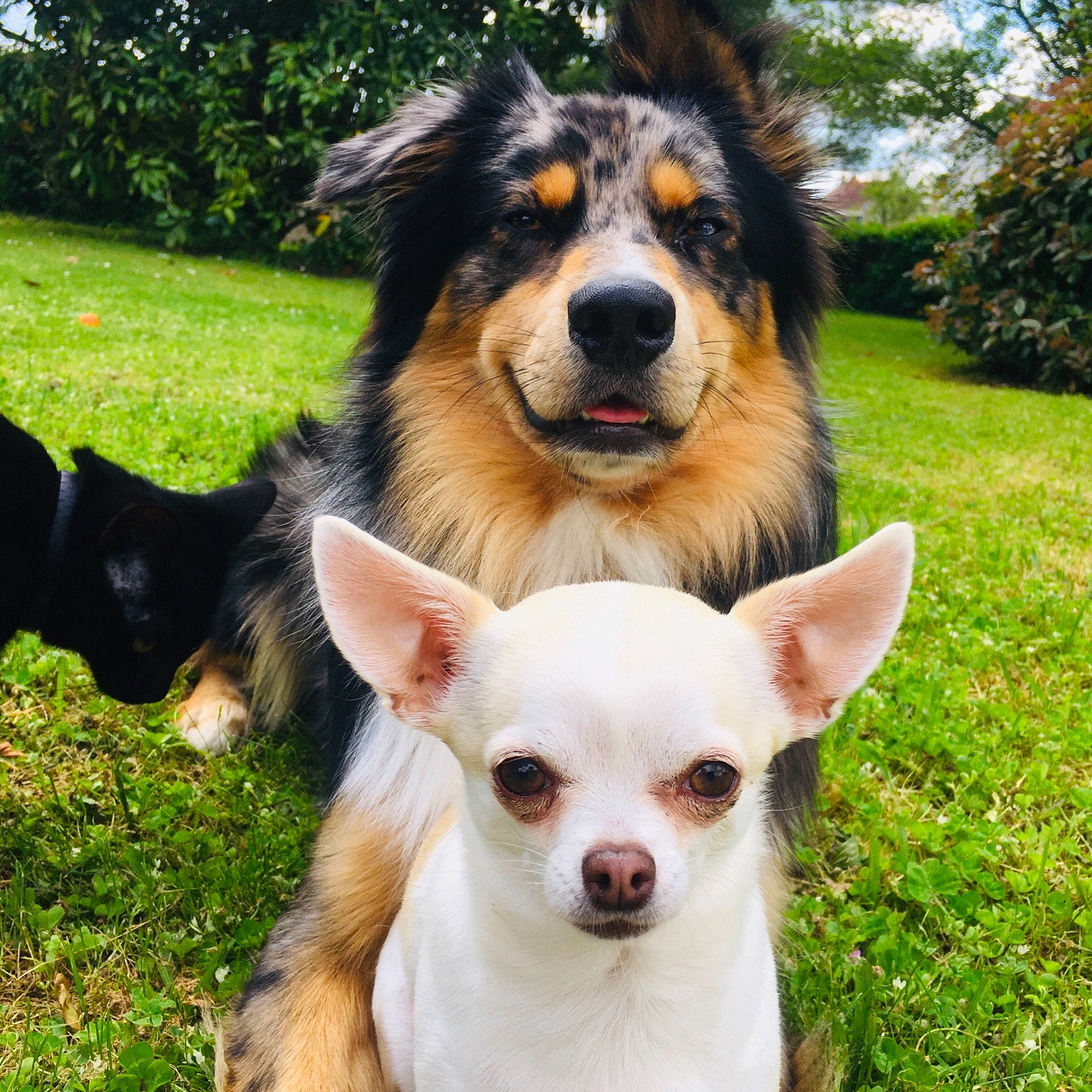 Grey participe au concours pour gagner de l'argent avec cette photo : australian_collie, australian_shepherd, border_collie, canidae, carnivore, companion_dog, corgi_chihuahua, dog, dog_breed, english_shepherd, herding_dog, mammal, miniature_australian_shepherd, rare_breed_dog, small_greek_domestic_dog, snout, sporting_group, vertebrate, welsh_sheepdog, working_dog