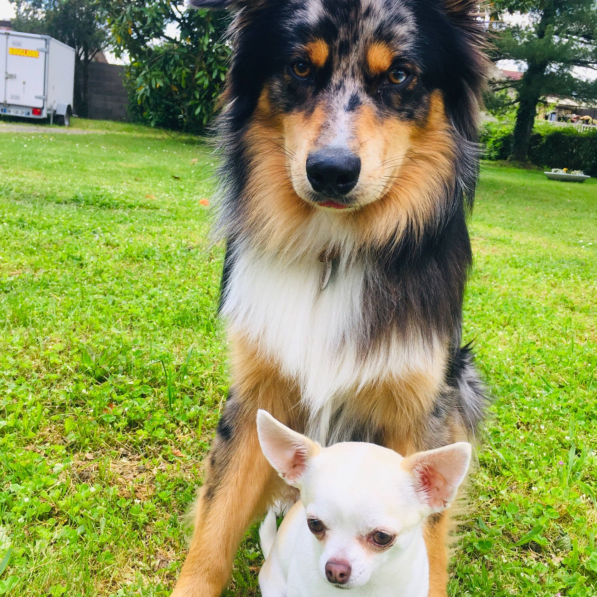 Grey participe au concours pour gagner de l'argent avec cette photo : australian_collie, australian_shepherd, border_collie, canidae, carnivore, collie, companion_dog, dog, dog_breed, english_shepherd, herding_dog, mammal, miniature_australian_shepherd, puppy, rare_breed_dog, scotch_collie, shetland_sheepdog, sporting_group, vertebrate, working_dog