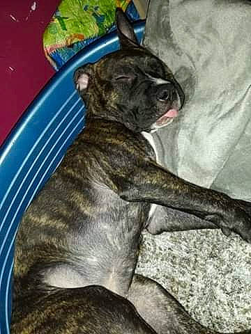 Kayna a rejoint le concours — aidez-le/la à gagner de superbes lots ! carnivore, comfort, companion_dog, dishware, dog, dog_breed, fawn, kitchen_utensil, leaf_vegetable, plate, platter, serveware, snout, tableware, tail, terrestrial_animal, toy_dog, whiskers, working_animal, wrinkle